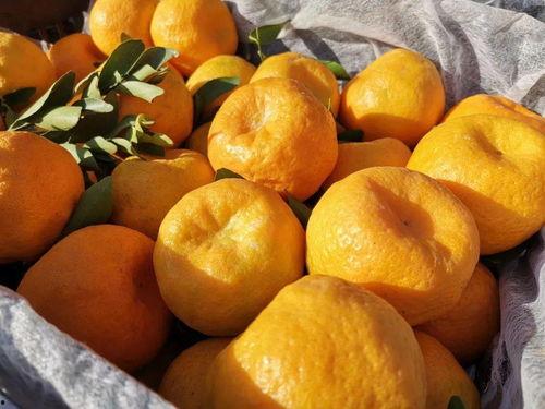 抖音卖花网红吃瓜