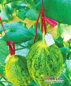 广州市吃瓜娱乐公司地址,探寻都市娱乐新地标